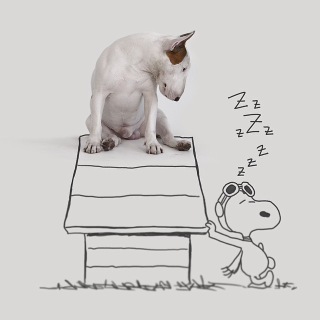 Snoopy Peanuts Dog House // Funny And Cool Dog Drawings & Photo Illustrations, Jimmy Choo Bull Terrier by Rafael Mantesso