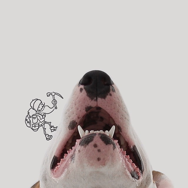 Mountain Climbing Dog // Funny And Cool Dog Drawings & Photo Illustrations, Jimmy Choo Bull Terrier by Rafael Mantesso