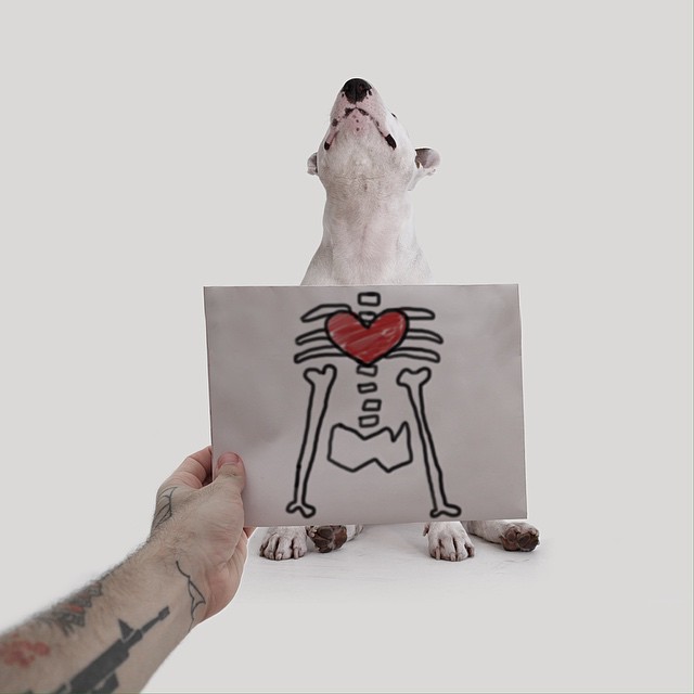 Dog Xray Photograph // Funny And Cool Dog Drawings & Photo Illustrations, Jimmy Choo Bull Terrier by Rafael Mantesso