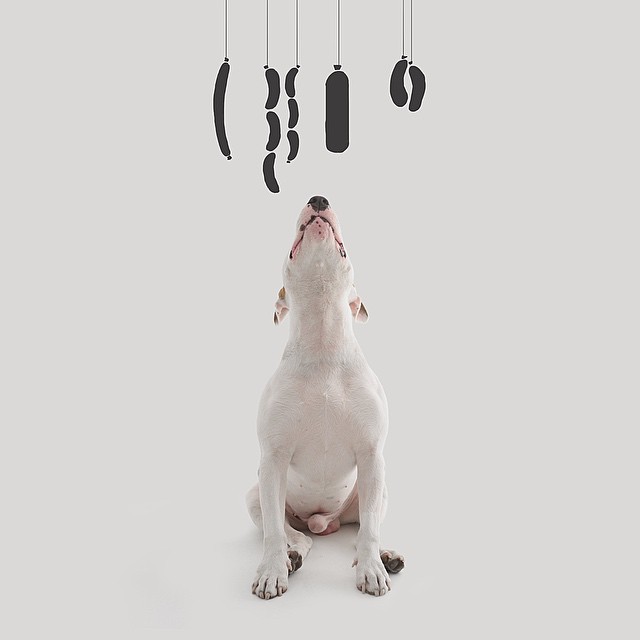 Dog Sausages Photograph // Funny And Cool Dog Drawings & Photo Illustrations, Jimmy Choo Bull Terrier by Rafael Mantesso