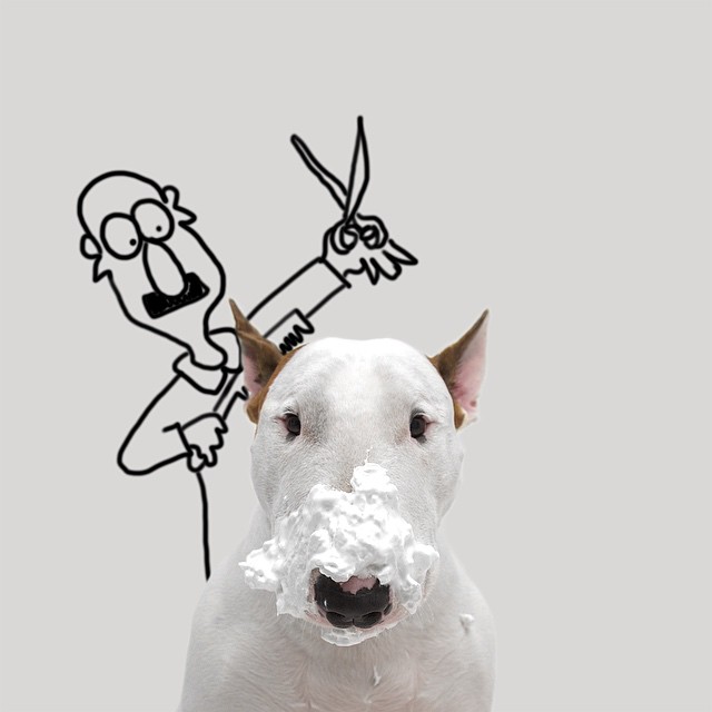 Dog Barber Haircut Photograph // Funny And Cool Dog Drawings & Photo Illustrations, Jimmy Choo Bull Terrier by Rafael Mantesso