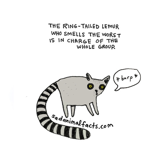 Sad Animal Facts About Lemurs // Best Tumblr Illustration Blogs & Art Portfolio