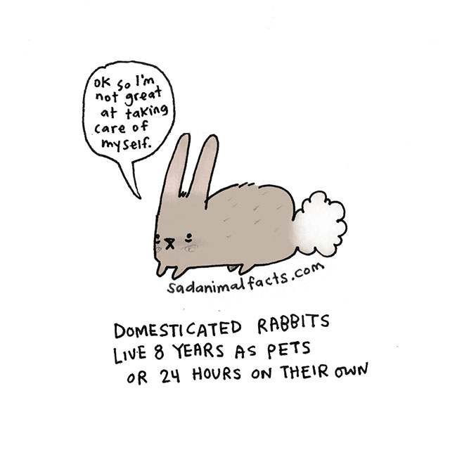 Sad Animal Facts About Rabbits // Best Tumblr Illustration Blogs & Art Portfolio