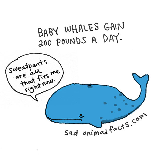 Sad Animal Facts About Whales // Best Tumblr Illustration Blogs & Art Portfolio