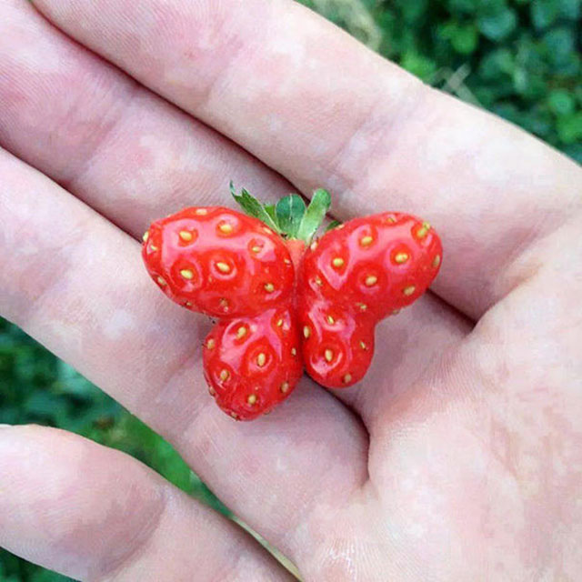 Strawberry Butterfly Photograph // Funny Exotic Fruits And Vegetables Photos