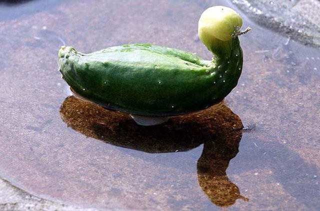Cucumber Duck Photograph // Funny Exotic Fruits And Vegetables Photos