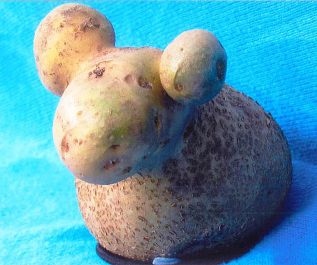 Potato Sheep Photograph // Funny Exotic Fruits And Vegetables Photos