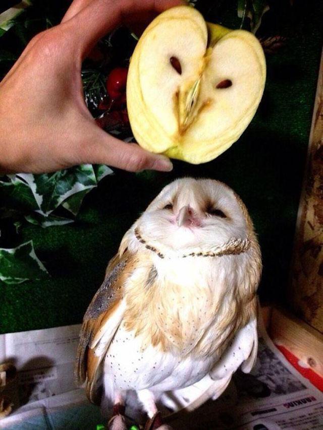 Apple Owl Photograph // Funny Exotic Fruits And Vegetables Photos