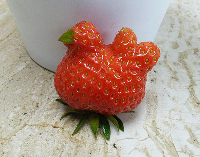 Strawberry Chicken Photograph // Funny Exotic Fruits And Vegetables Photos