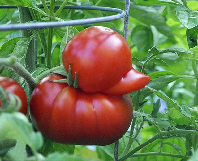 Tomato Duck Photograph // Funny Exotic Fruits And Vegetables Photos