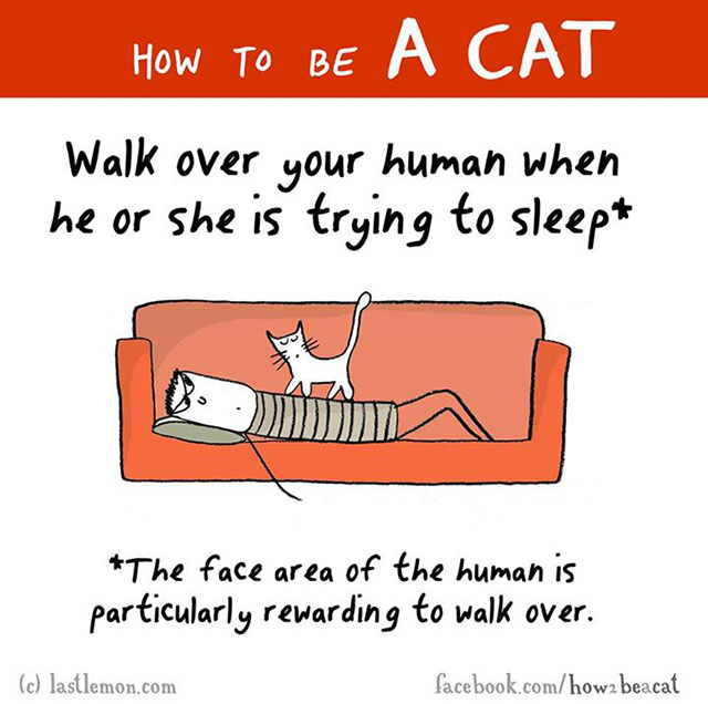 How To Be A Cat Illustrations