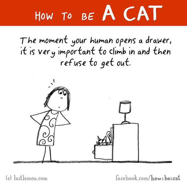 How To Be A Cat Illustrations