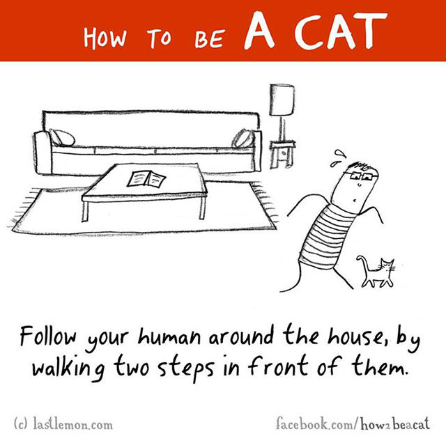 Illustrated: How To Become A Cat Today!