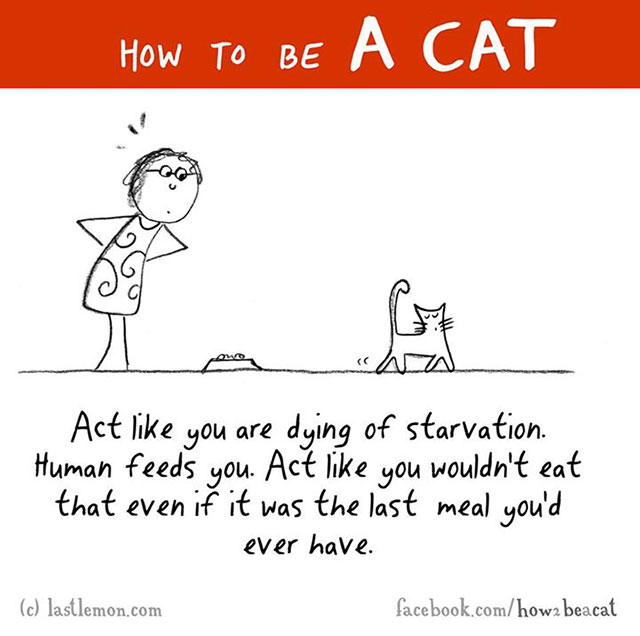 How To Be A Cat Illustrations