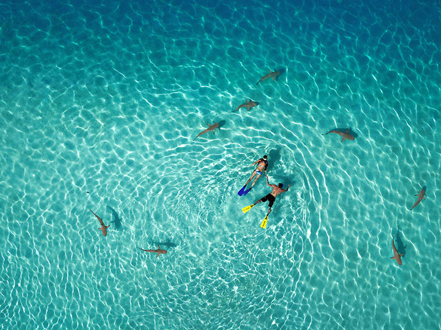 Snorkeling with Sharks  | International Drone Photography Contest Winners