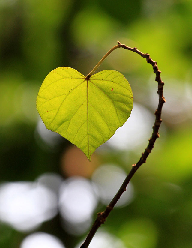 Simple Leaf Heart | Unexpected Modern Hearts Photography