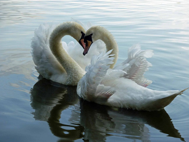 Swans Unexpectedly Hearting It | Unexpected Modern Hearts Photography