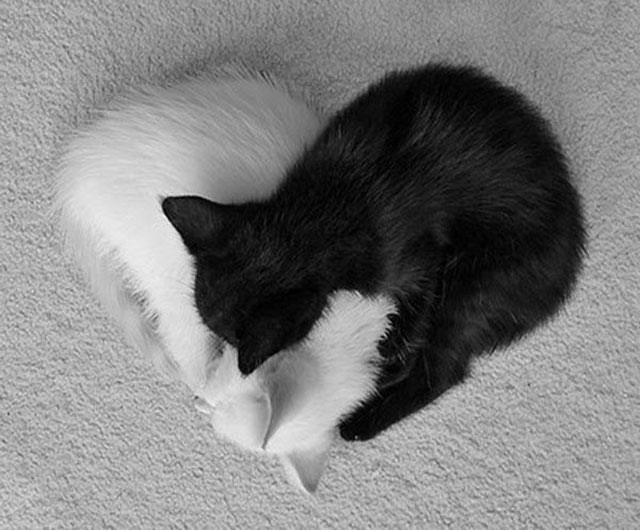 Black And White Cats Couple | Unexpected Modern Hearts Photography
