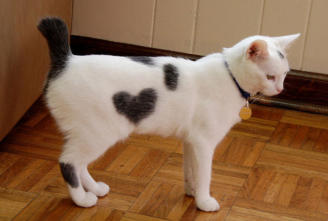 Hidden Cat Fur Heart | Unexpected Modern Hearts Photography