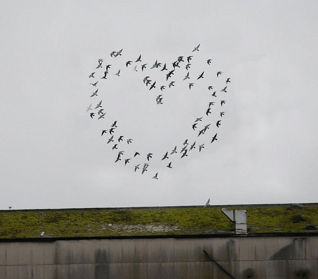 The Hidden Flying Birds Heart | Unexpected Modern Hearts Photography