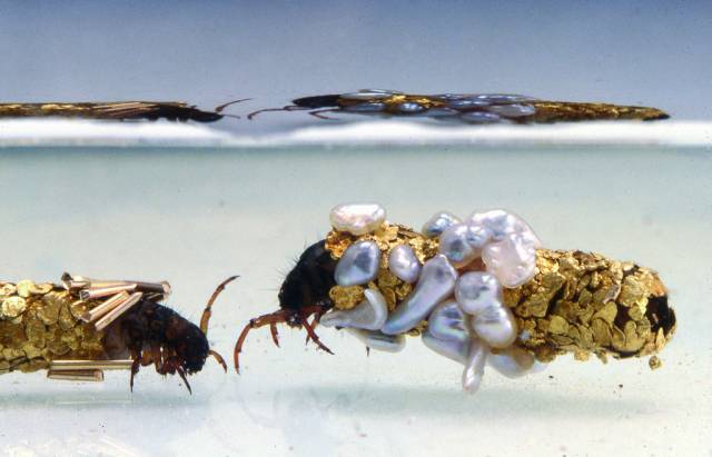 Caddisfly Larvae Expensive Art | 10 Clever Artists Who Let Nature Do The Hard Work For Them