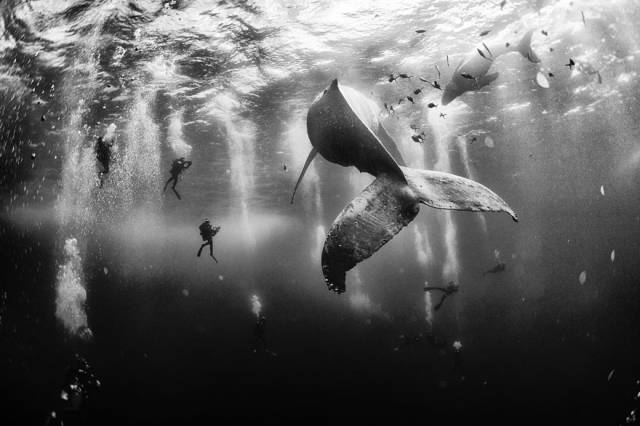 Whale Whisperers Underwater Photograph | 10 Best Winners From The National Geographic Traveler Photo Contest 2015
