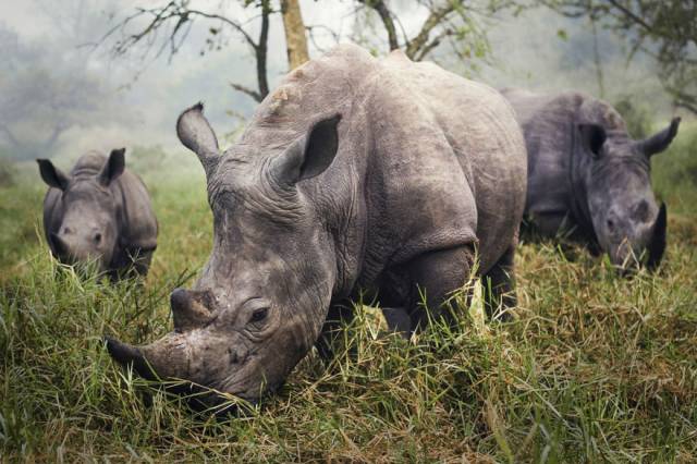 Merit Winner: The Power Of Few, Rhinoceros Sanctuary | 10 Best Winners From The National Geographic Traveler Photo Contest 2015