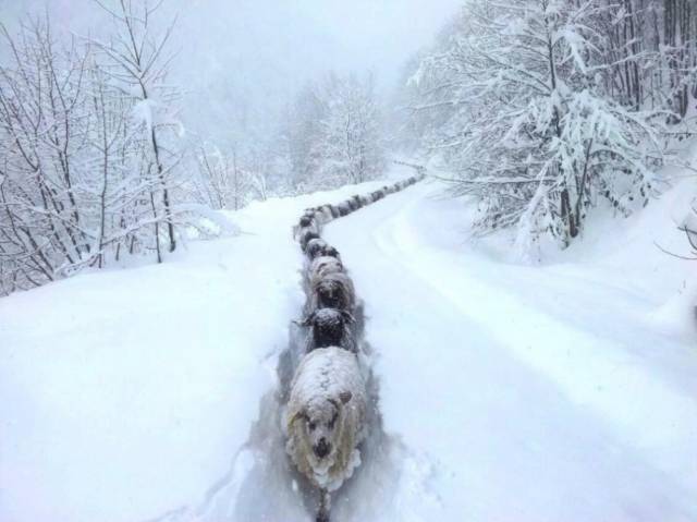 Sheep Snow Trail | 10 Best Photographs Ever Taken Without Photoshop