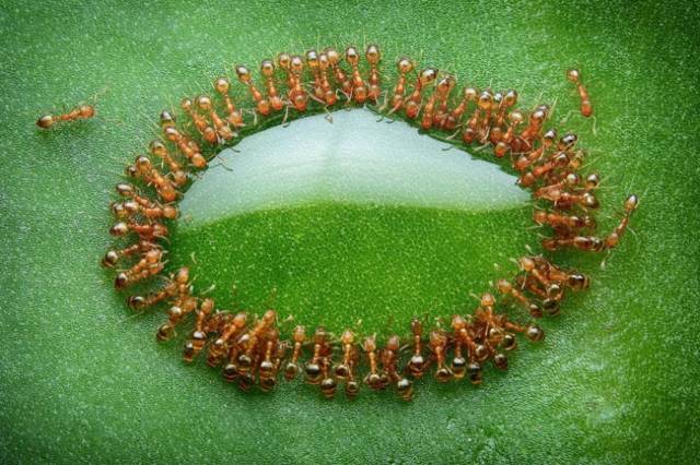 Ants Drinking Honey | 10 Best Photographs Ever Taken Without Photoshop