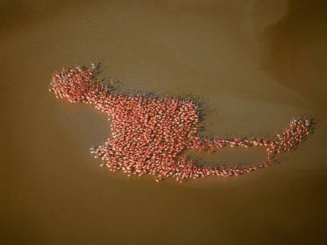 Flamingoes Within Flamingo | 10 Best Photographs Ever Taken Without Photoshop