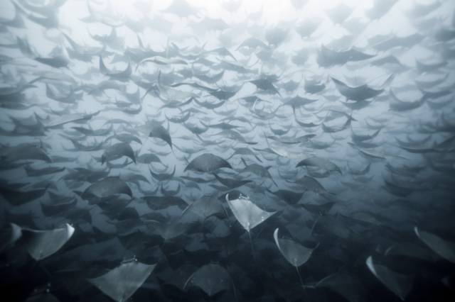 To The Surface They Gather | 10 Best Photographs Ever Taken Without Photoshop